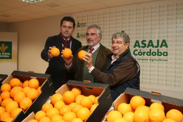 Asaja Cordoba